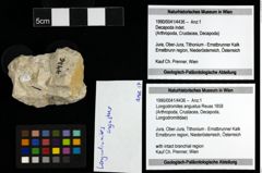 Foto (Objekt + Etiketten) von Longodromites angustus (Reuss 1858) 